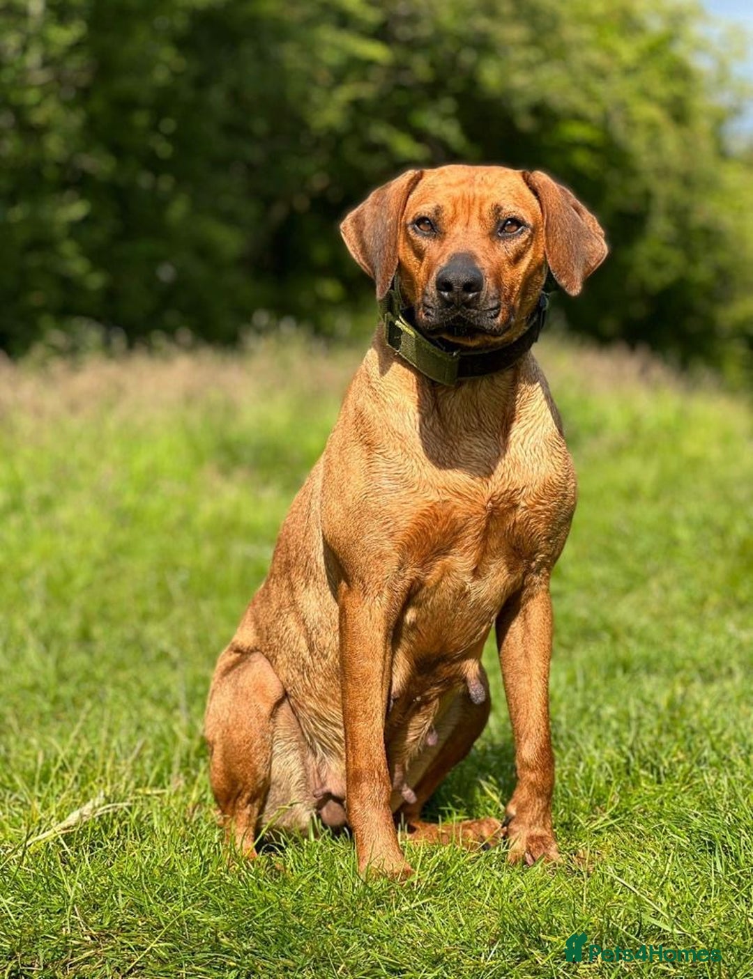 Rhodesian Ridgeback dogs for sale: Gorgeous Rhodesian Ridgeback Puppies  - Image 3