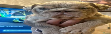 English Bulldog 1