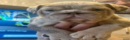 English Bulldog dogs for sale: Gorgeous Little Wrinkly Faces - Advert 3