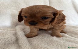 Cavalier King Charles Spaniel dogs for sale: KC Cavalier King Charles spaniel  - Image 9