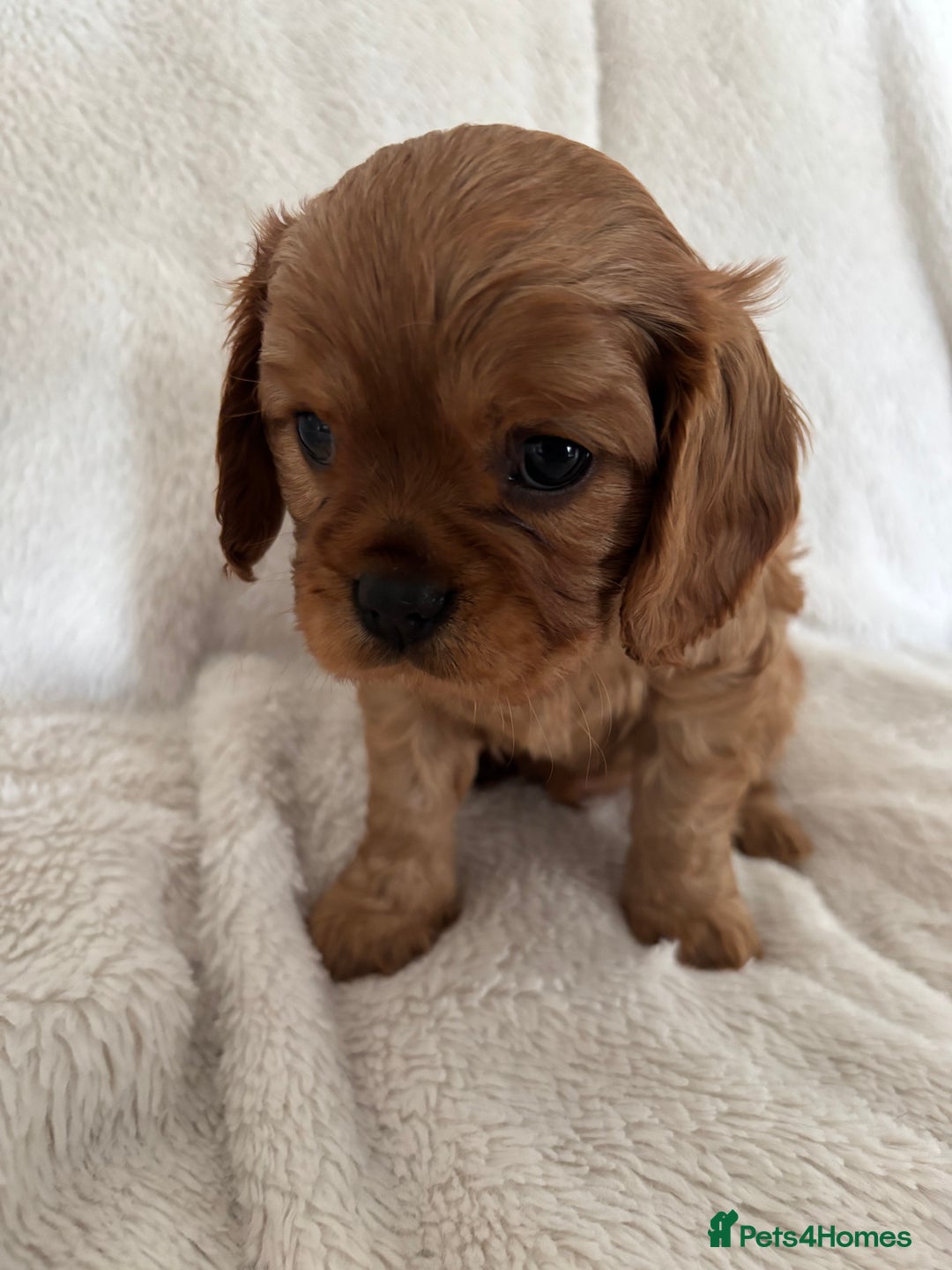 Cavalier King Charles Spaniel dogs for sale: KC Cavalier King Charles spaniel  - Image 9