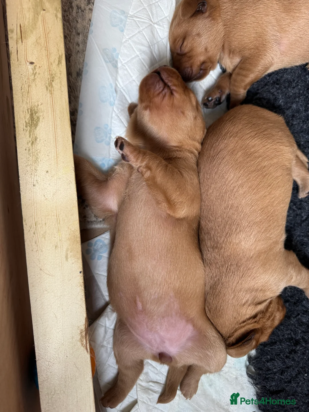 Labrador Retriever dogs for sale: KC Registered Fox Red Labrador Puppies  - Advert 5