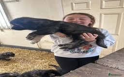 Caucasian Shepherd Dog dogs for sale:  ⭐️Caucasian shepherds⭐️puppies #bears big boned   - Image 36
