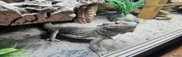 Bearded Dragon reptiles for sale: Bearded dragon and corn snake withbset ups - Advert 3