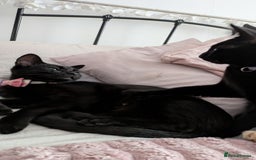 Bombay cats for sale: Mother and daughter black cats for a new home - Image 2