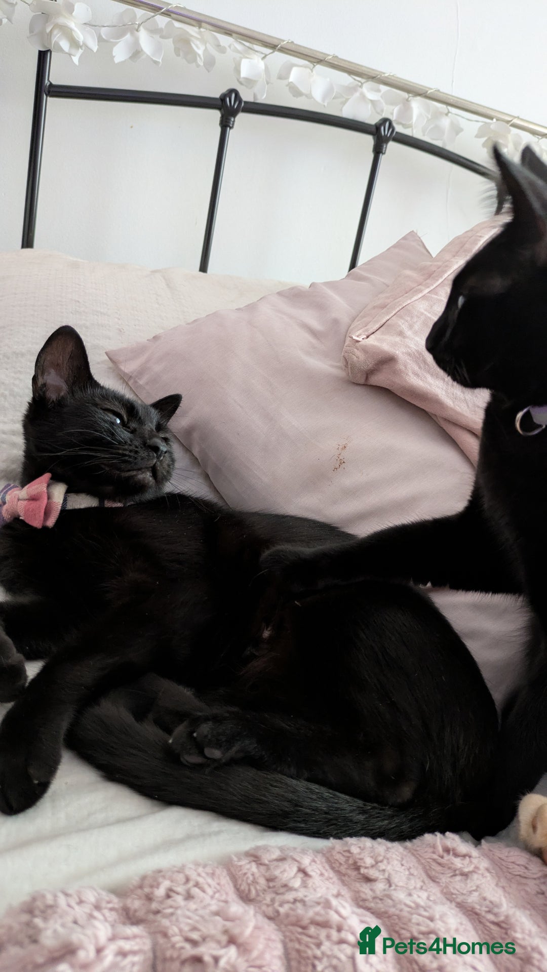 Bombay cats for sale: Mother and daughter black cats for a new home - Image 2