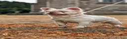 French Bulldog dogs for sale: Fluffy husky koi tri Frenchie pups  - Advert 7