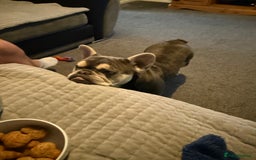 French Bulldog dogs for sale: Beautiful French bulldog boy 1 year old - Image 8