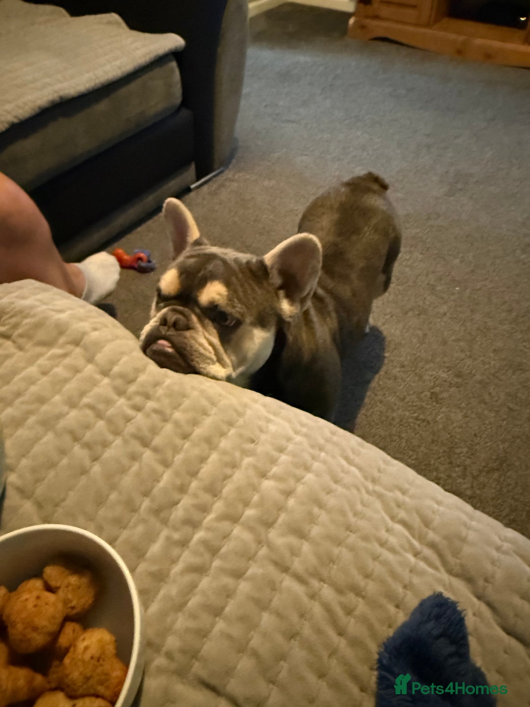 French Bulldog dogs for sale: Beautiful French bulldog boy 1 year old - Image 8