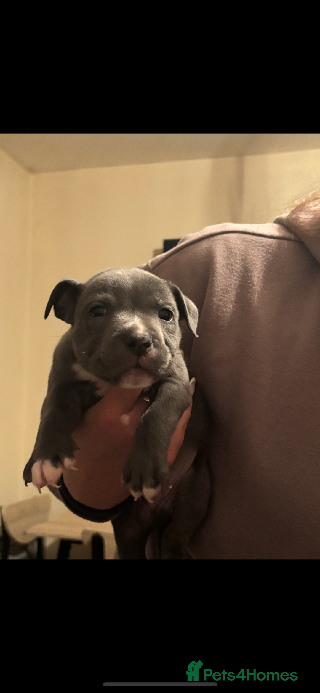 Staffordshire Bull Terrier dogs for sale: Staffy puppies  - Advert 5
