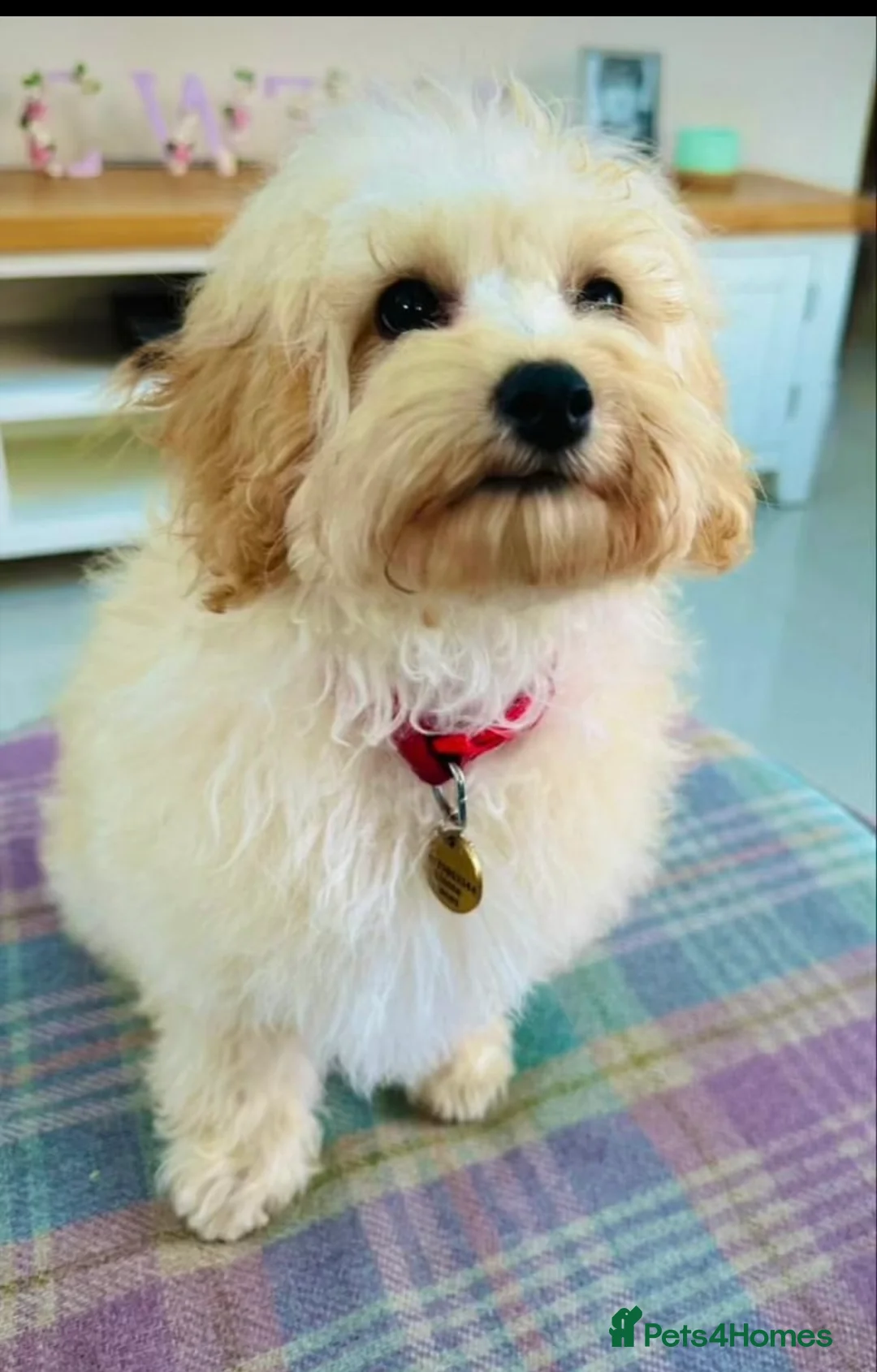 Maltipoo dogs for stud: Gorgeous Maltipoo available for Stud🩵 in Swansea - Advert 6