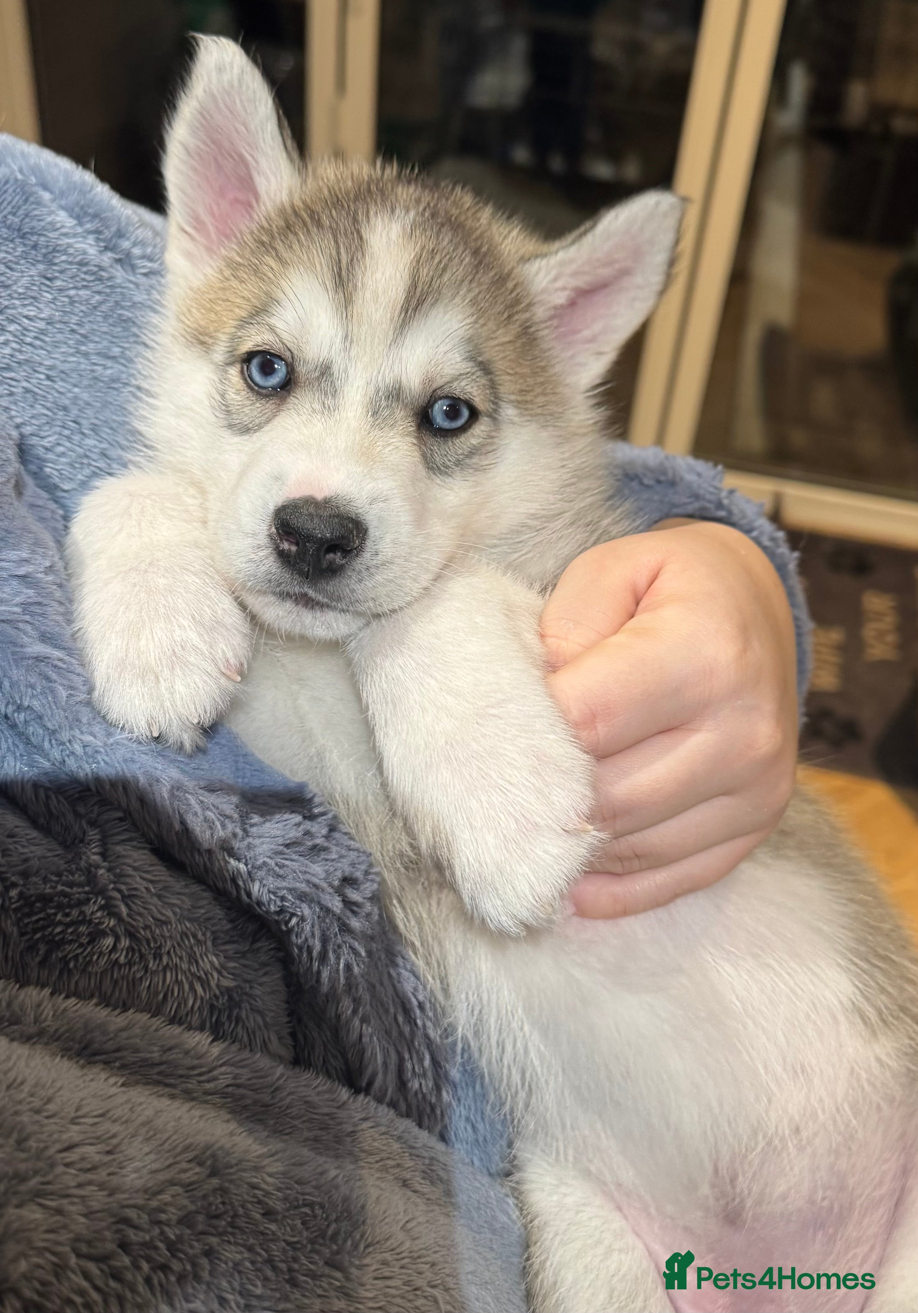 Siberian Husky dogs KC REGISTERED SIBERIAN PUPS MOM&DAD CAN BE SEEN - Advert 4