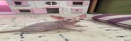 Devon Rex cats for sale: Beautiful pure Devon Rex kittens  - Advert 19