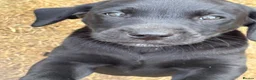 Labrador Retriever dogs for sale: One black bitch pup available in Knutsford - Advert 1