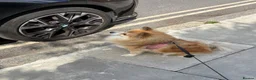 Pomeranian dogs for sale: Pomerianian needs a lovely home in London - Advert 4