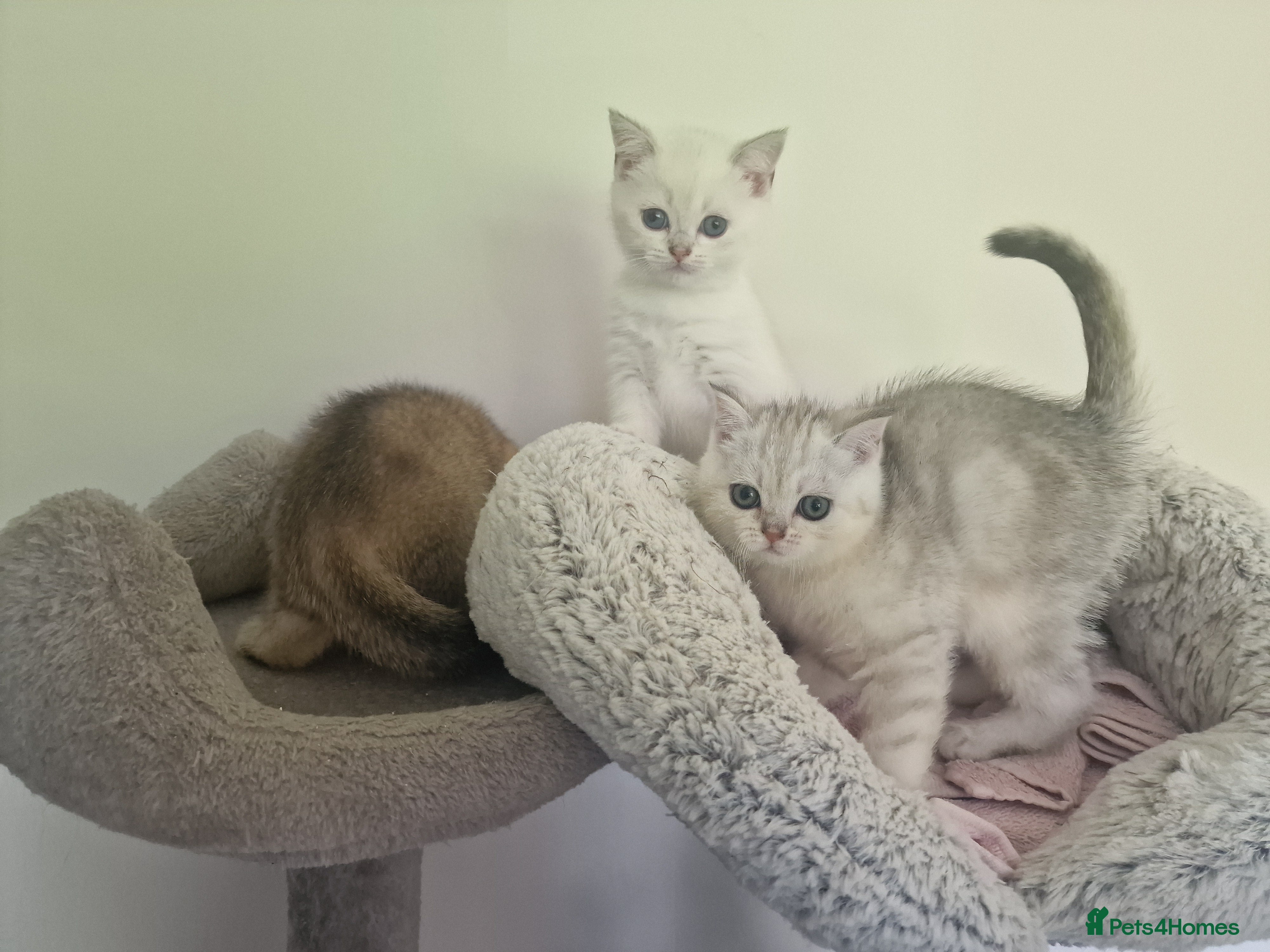 British Shorthair cats Beautiful British Shorthair Kittens - Advert 1