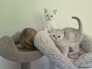 British Shorthair cats Beautiful British Shorthair Kittens - Advert 1