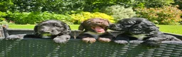 Cocker Spaniel dogs for sale: Cocker Spaniel Puppies in Petworth - Advert 7