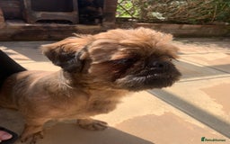 Shih Tzu dogs for sale: Full pedigree Male Shihtzu  - Image 2