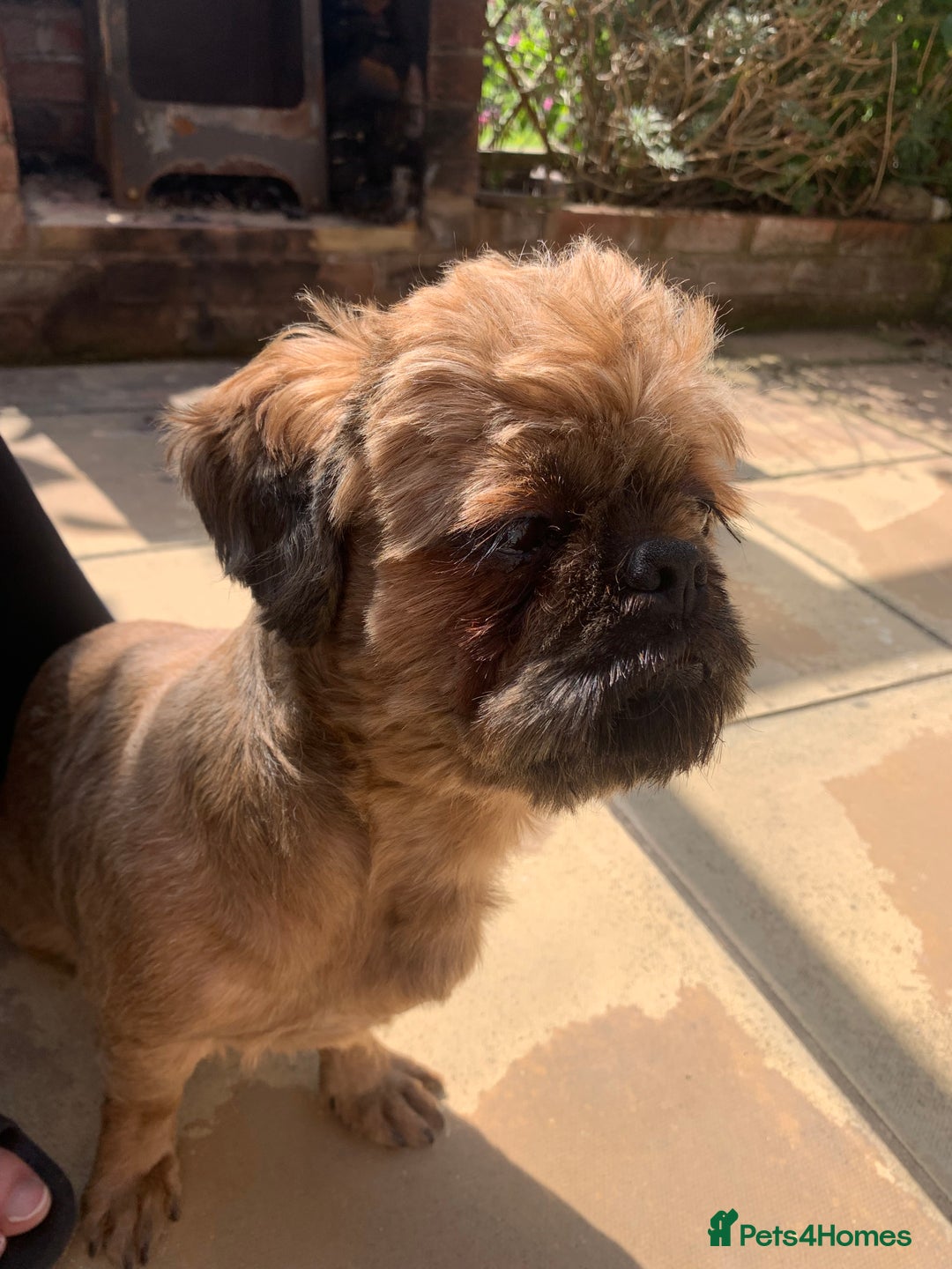 Shih Tzu dogs for sale: Full pedigree Male Shihtzu  - Image 2
