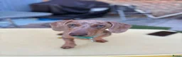 Miniature Dachshund dogs for stud: Miniature dachshund (dapple) for STUD - Advert 4