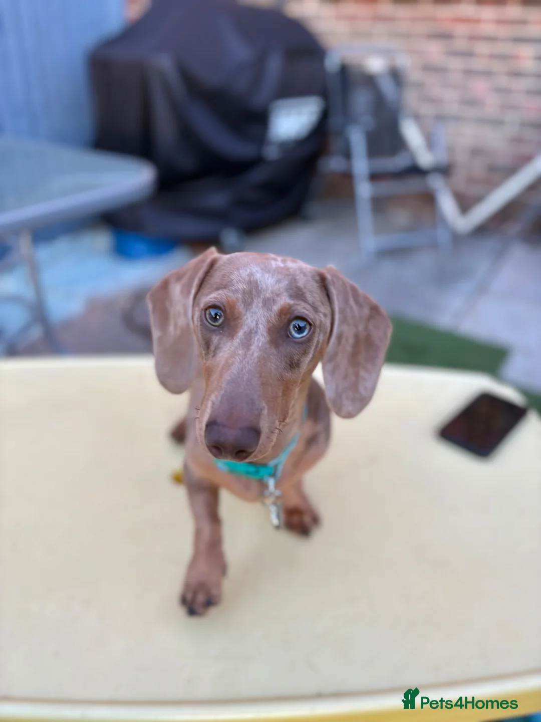 Miniature Dachshund dogs for stud: Miniature dachshund (dapple) for STUD - Advert 4
