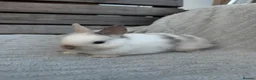 Netherland Dwarf rabbits for sale: 3 gorgeous netherland dwarf babies in Welwyn Garden City - Advert 9