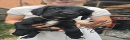Sprocker dogs for sale: Sprocker Spaniel Puppies - Advert 16