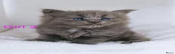Maine Coon cats for sale: DNA health tested blue maine coon kittens - Advert 13