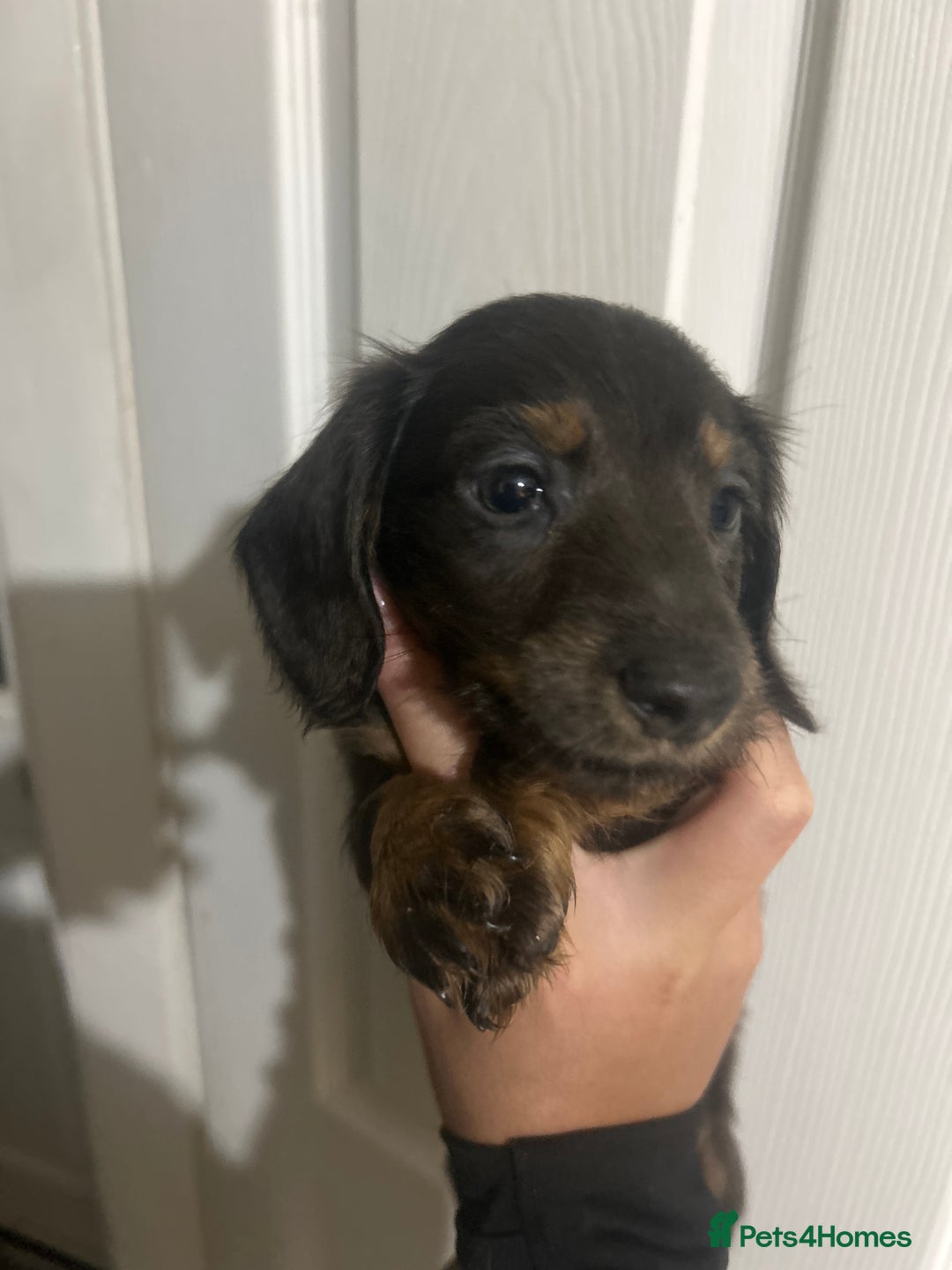 Dachshund dogs for sale: Dachshund puppies - Advert 11