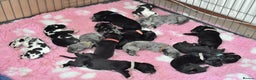 Great Dane dogs for stud: Great Dane for Stud in Bathgate - Advert 23