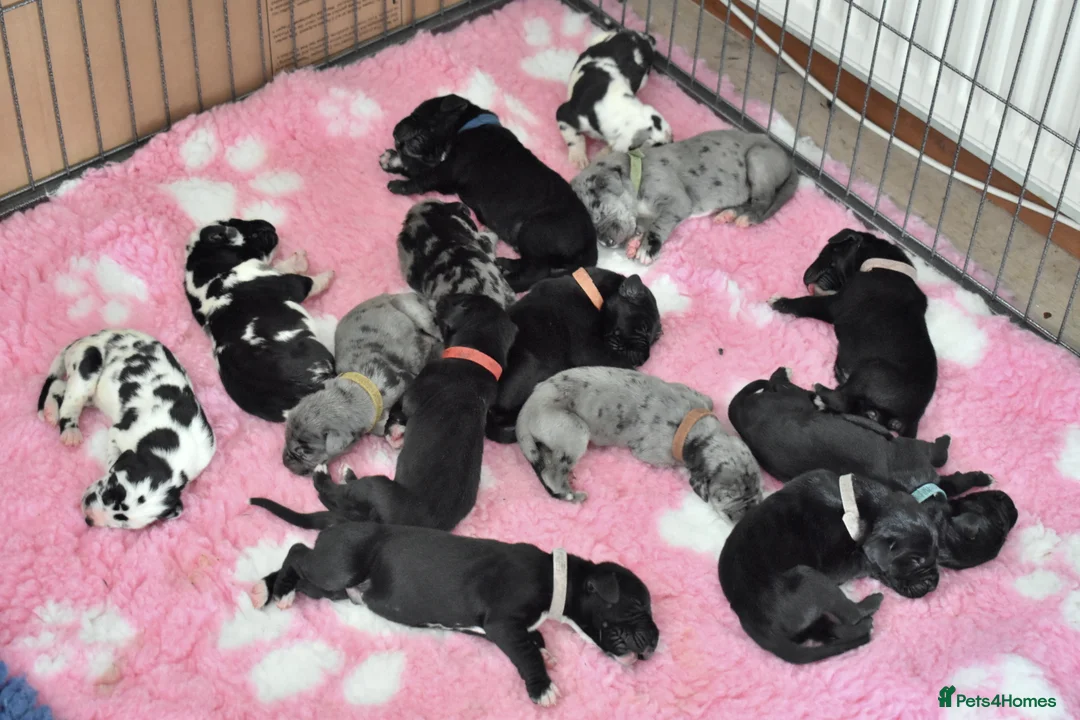 Great Dane dogs for stud: Great Dane for Stud in Bathgate - Advert 23