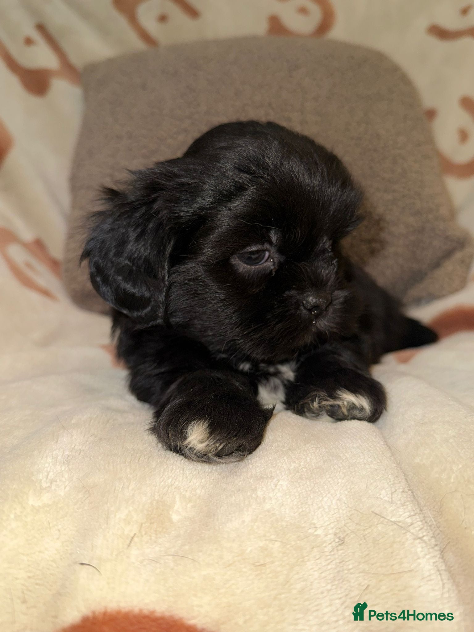 Shih Tzu dogs ❤️Stunning Black Shih Tzu Puppies💚 - Advert 4