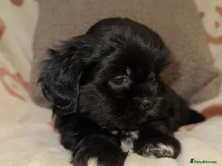 Shih Tzu dogs ❤️Stunning Black Shih Tzu Puppies💚 - Advert 4