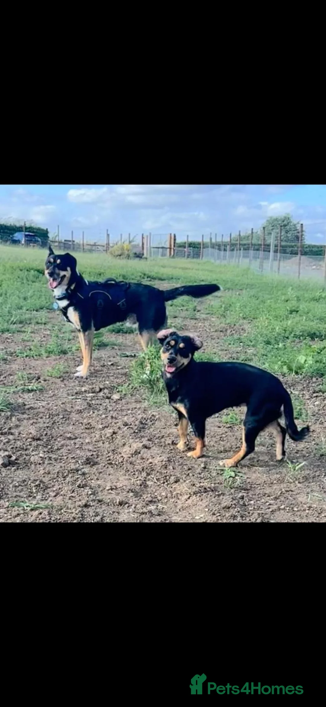 Jackshund dogs for sale: 5 Dapple Jackshund Puppies in Trowbridge - Advert 2