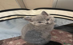 British Shorthair cats for sale: Gorgeous gcff kittens males blue  - Image 5