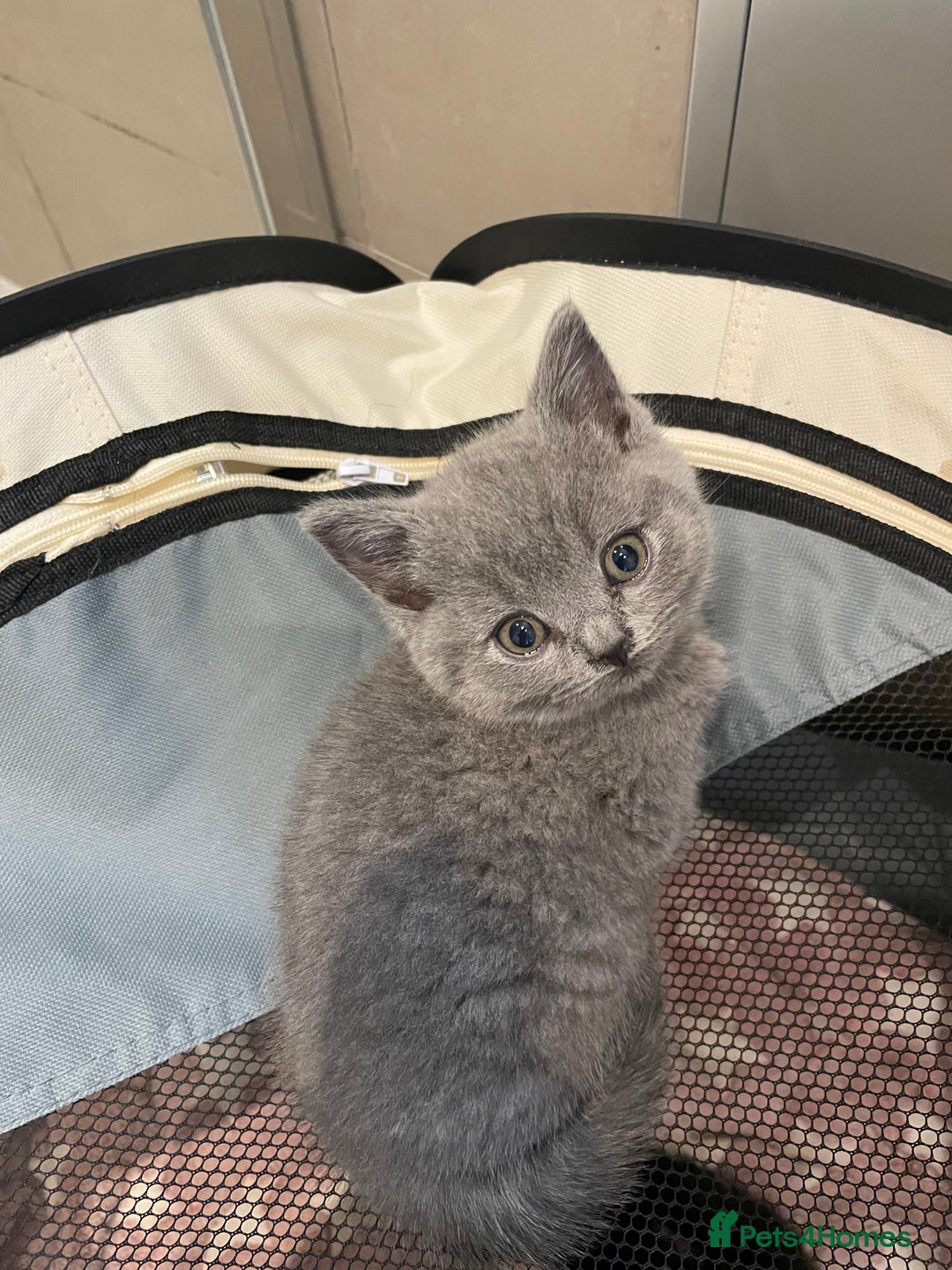 British Shorthair cats for sale: Gorgeous gcff kittens males blue  - Image 5