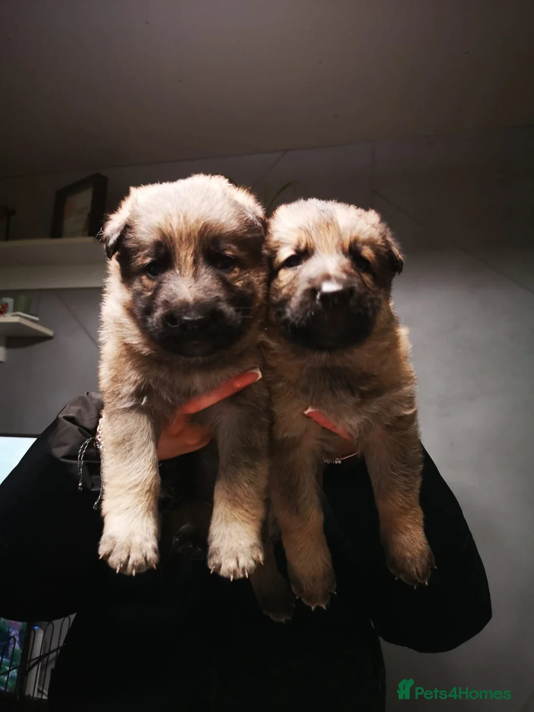 German Shepherd dogs for sale: German shepherd puppies - Advert 18