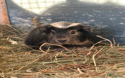 Guinea Pig rodents for sale: Guinea pig Boys  - Advert 1