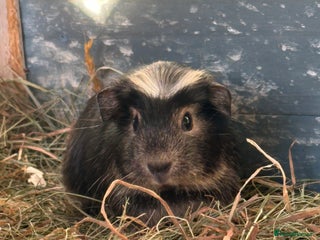 Guinea Pig rodents Guinea pig Boys - Advert 1