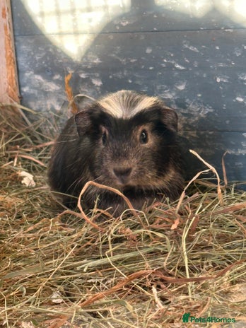 Guinea Pig rodents Guinea pig Boys - Advert 1