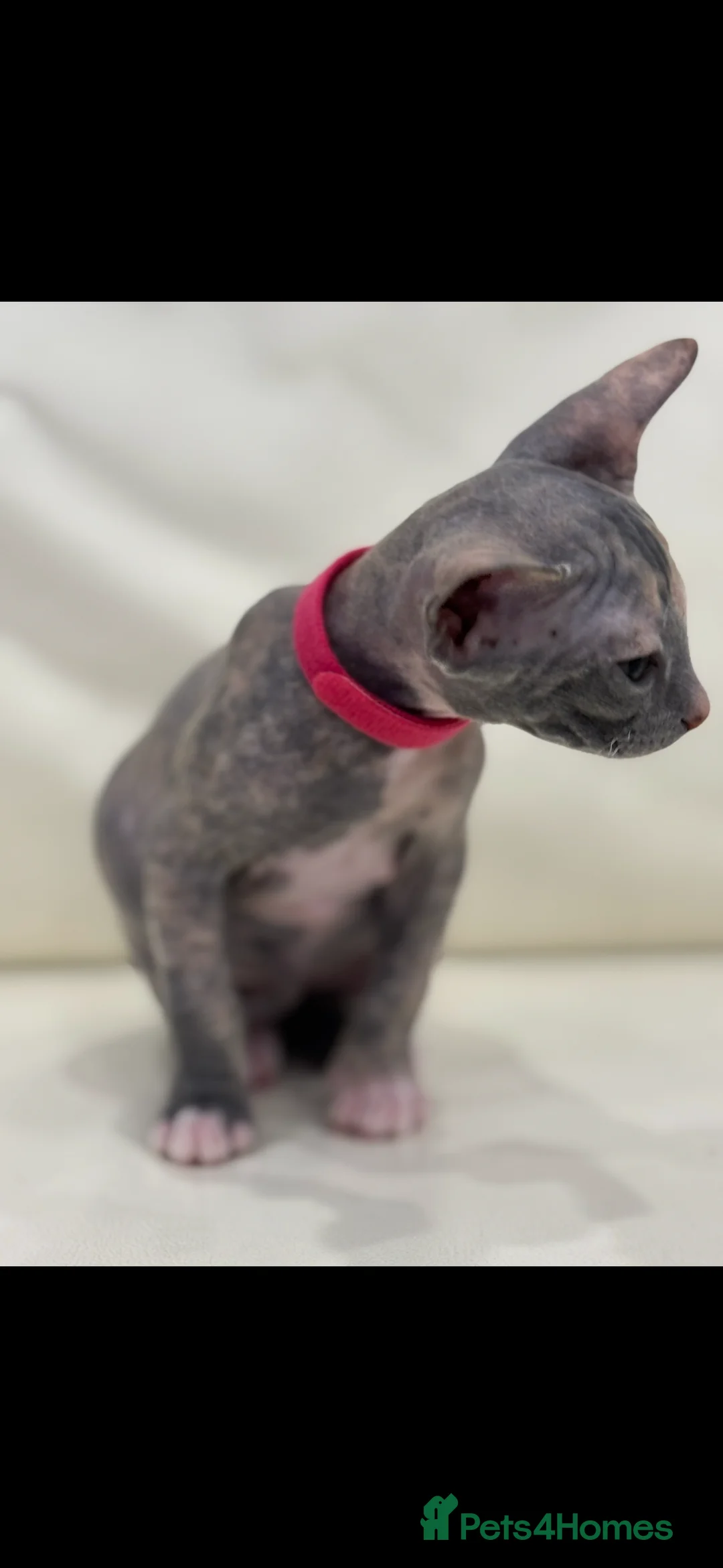 Sphynx cats for sale: Donskoy - Advert 33