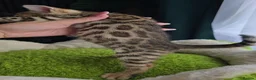Bengal cats for sale: Outstanding rosetted brown bengal girls and boys🔥 - Advert 14