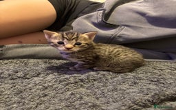 Mixed Breed cats for sale: Two tabby kittens ready to go now  - Image 1