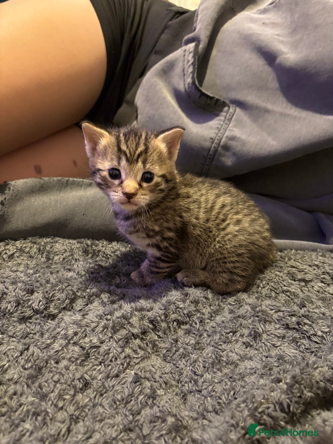 Mixed Breed cats for sale: Two tabby kittens ready to go now  - Image 1