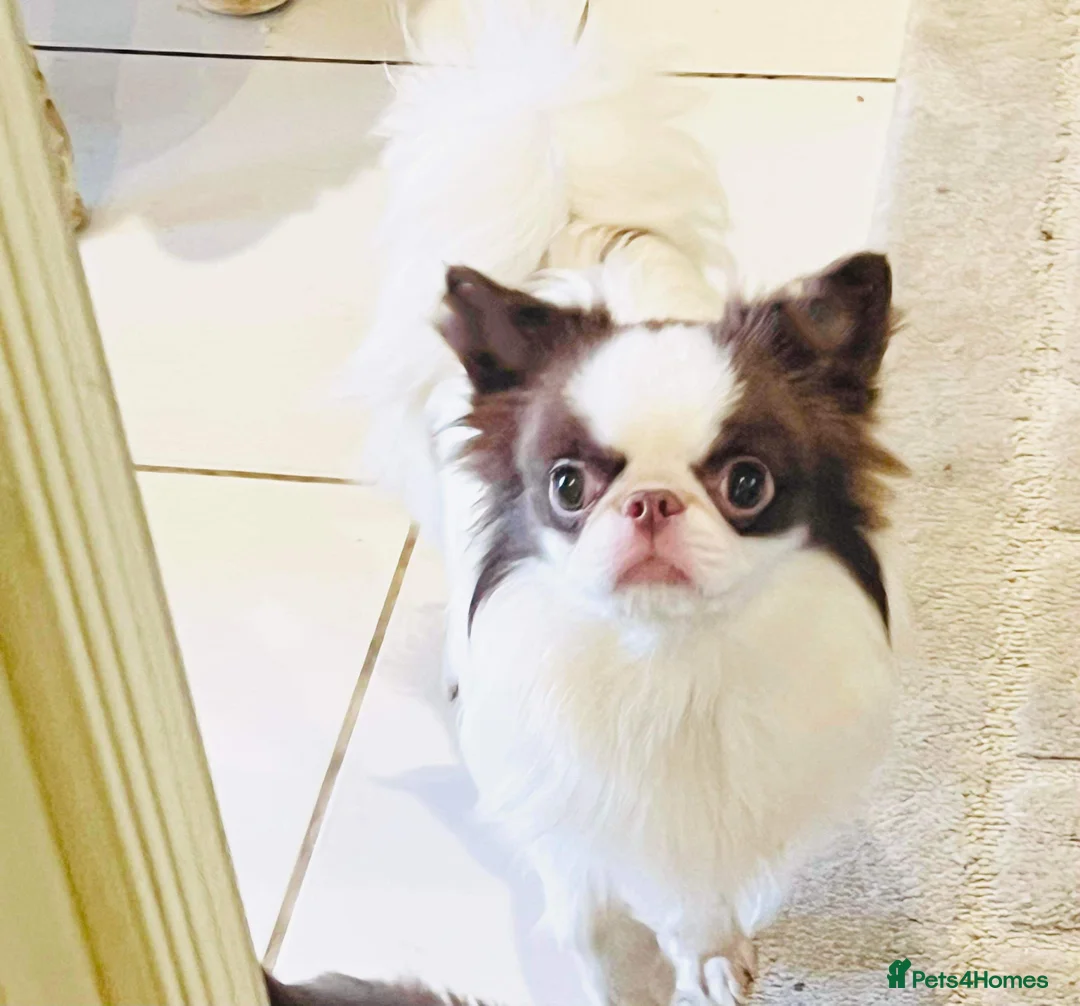 Chihuahua dogs for stud: Stunning Thailand stud boy  in Doncaster - Advert 3