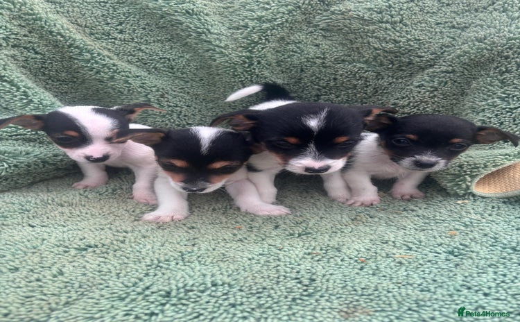 Jack Russell dogs - Advert 2