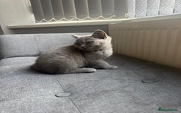 British Shorthair cats for sale: Cute British Shorthair kitten Male  - Image 4