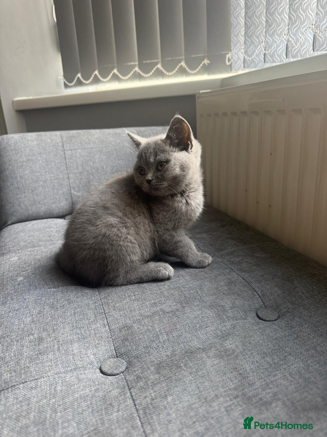 British Shorthair cats for sale: Cute British Shorthair kitten Male  - Image 4