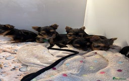 Yorkshire Terrier dogs for sale:  Merle Yorkshire terrier puppies  - Image 29